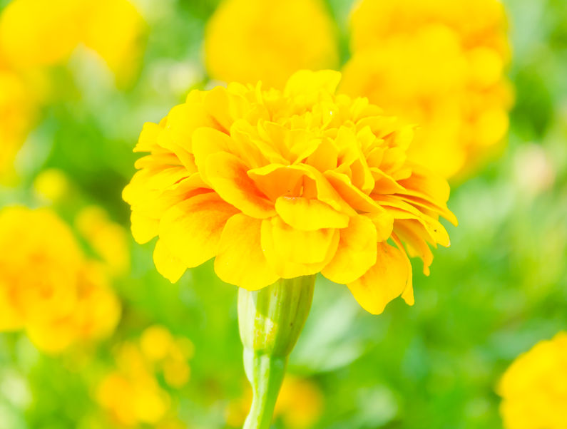 Lutein and Xanthophylls